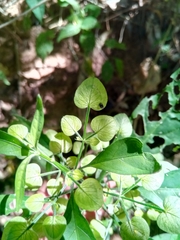 Dicliptera insularis