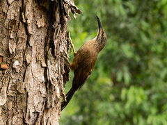 White-Throated Woodcreeper photo 3