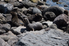 Arctocephalus townsendi