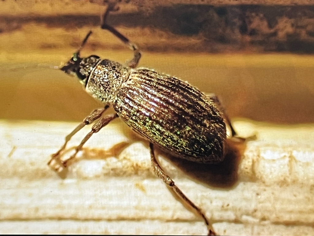 Asian Oak Weevil from Charlottesville on March 16, 2024 at 11:01 PM by ...