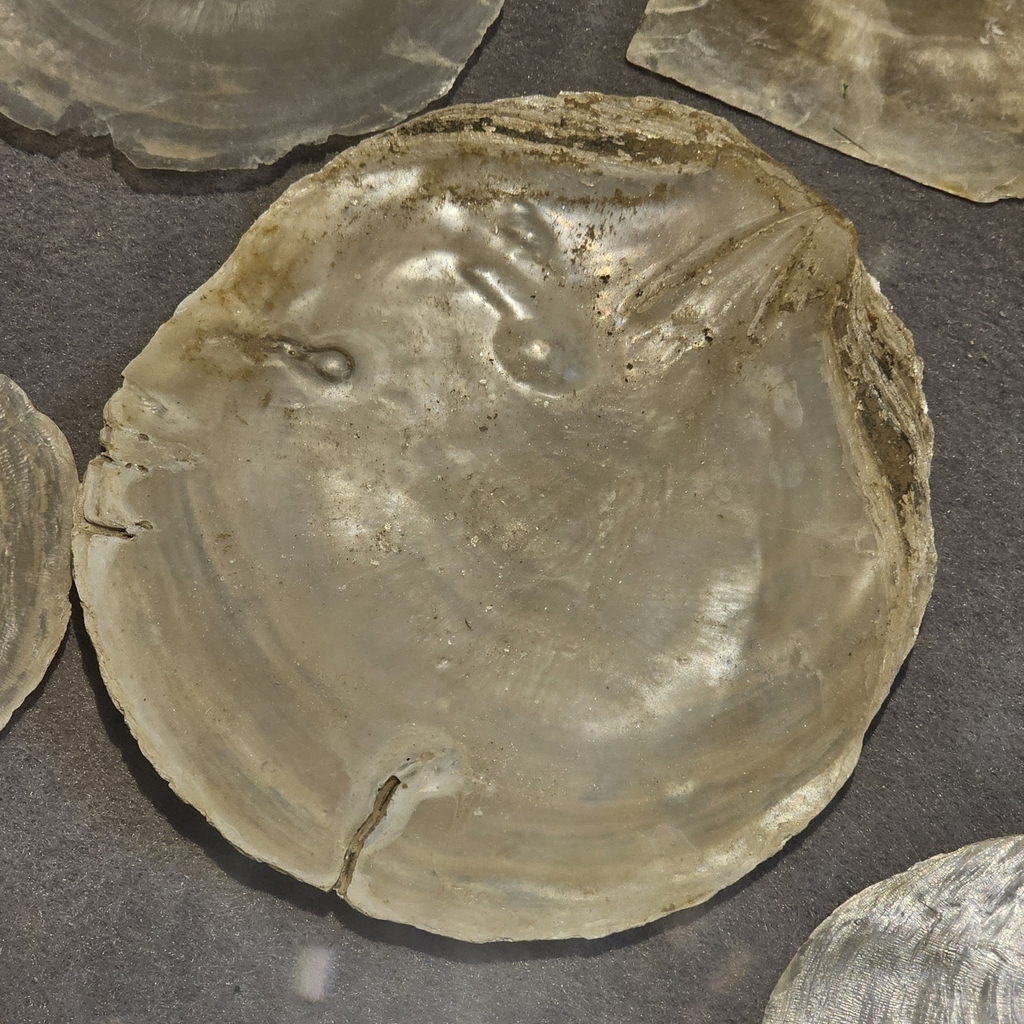 Placuna aestuaria