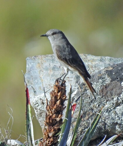 Rufous-webbed Bush Tyrant (Cnemarchus rufipennis), photo 5