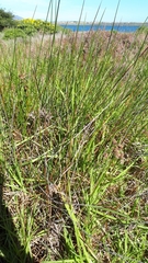 Juncus kraussii