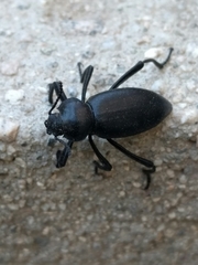 Coelocnemis dilaticollis