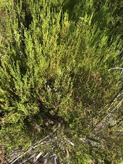 Erica margaritacea