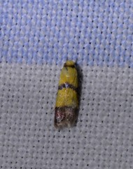 Heteroteucha distephana