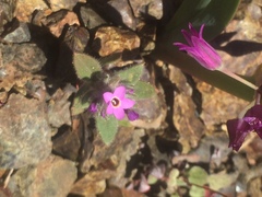 Collomia diversifolia