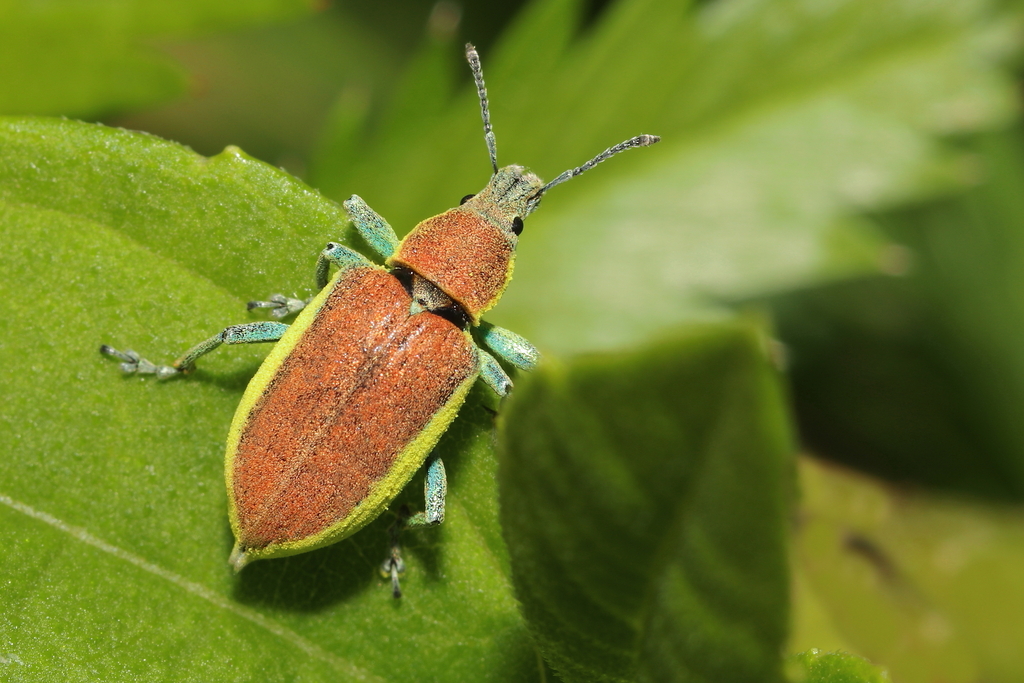 Chlorophanus flavescens
