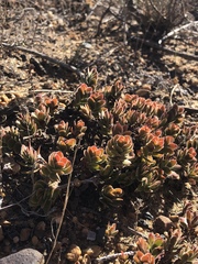 Crassula ciliata