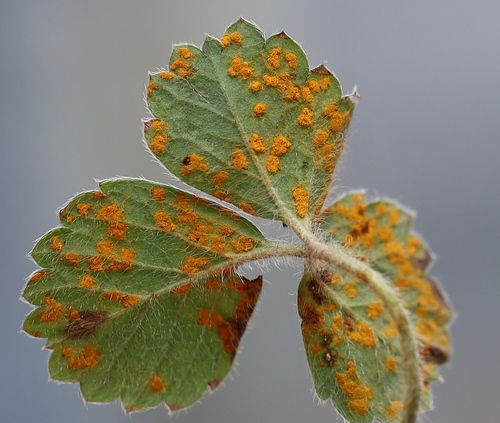 Phragmidium fragariae