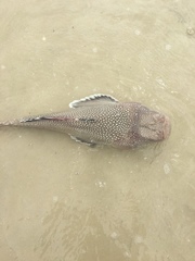 Astroscopus y-graecum