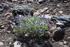 Lupinus niveus