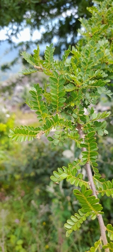 Northern galla-plum (Haplocoelum foliolosum)