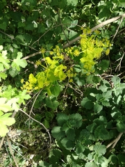 Smyrnium perfoliatum