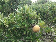 Diospyros dichrophylla