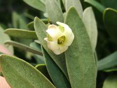 Diospyros dichrophylla