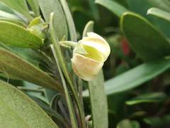 Diospyros dichrophylla