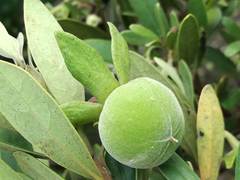 Diospyros dichrophylla