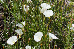 Calystegia longipes