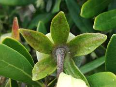 Diospyros dichrophylla