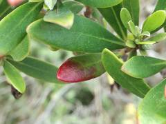 Diospyros dichrophylla