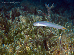 Hovering Goby photo 3