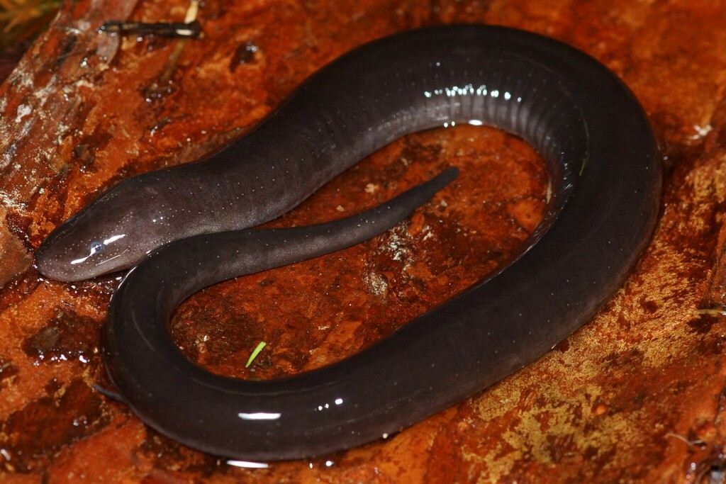 Two-toed Amphiuma in March 2024 by Max Ramey. Ware County, GA · iNaturalist