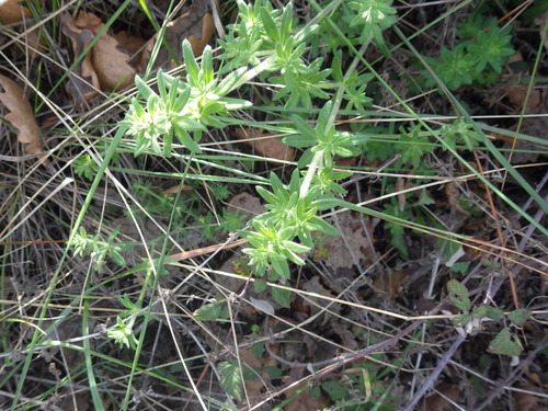 Image of Galium maritimum by (c) Pere Barnola, some rights reserved (CC BY-SA)