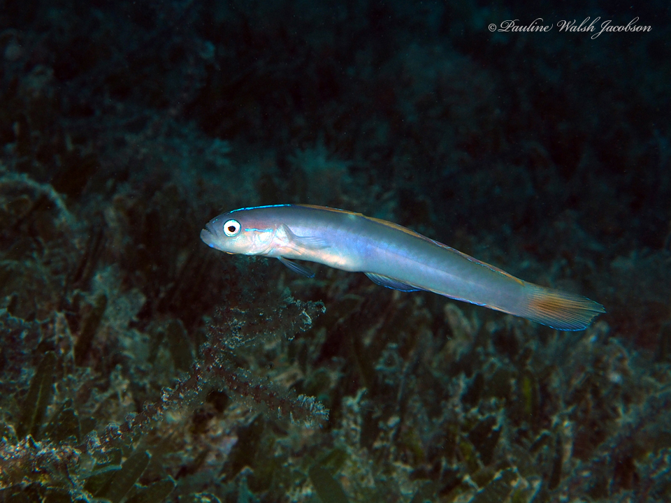 Hovering Goby