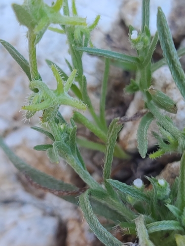 Image of Harpagonella arizonica by no rights reserved