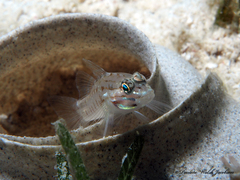 Sand Goby photo 3