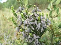 Aspalathus intermedia