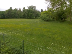 Anacamptis laxiflora