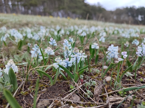 Image of Hyacinthella leucophaea by (c) xulescu_g, some rights reserved (CC BY-SA)