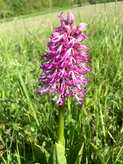 Orchis simia