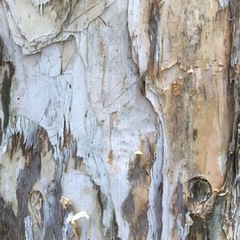 Melaleuca cajuputi cumingiana