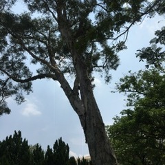 Melaleuca cajuputi cumingiana