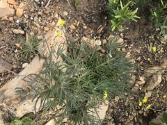 Crassothonna capensis