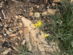 Crassothonna capensis