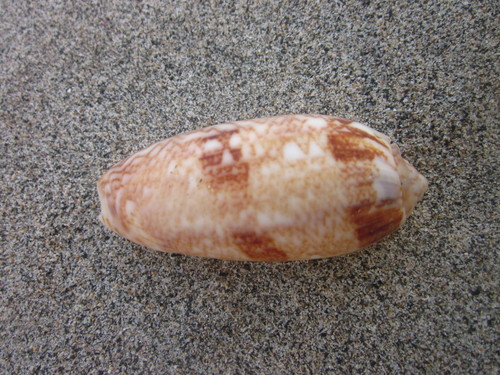 Oliva sericea observed 2016-04-17