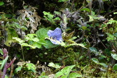 Strobilanthes rankanensis