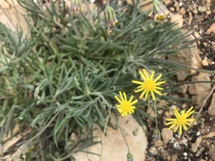 Crassothonna capensis