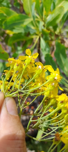 Othonna huillensis