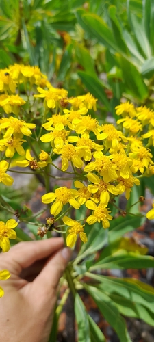Othonna huillensis