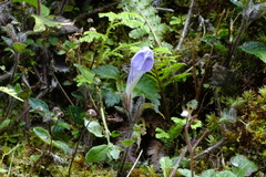 Strobilanthes rankanensis