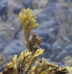 Xiphophora chondrophylla