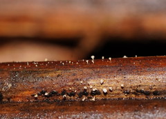 Lachnum pteridophyllum