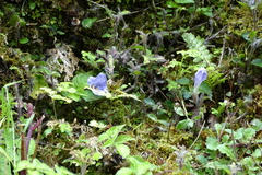 Strobilanthes rankanensis