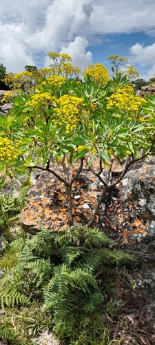 Othonna huillensis