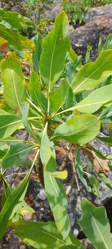 Othonna huillensis